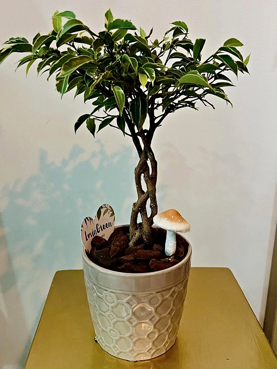 Bonsai de ficus com tronco entrançado em vaso de cerâmica, à venda na Florabella Florista em Fafe
